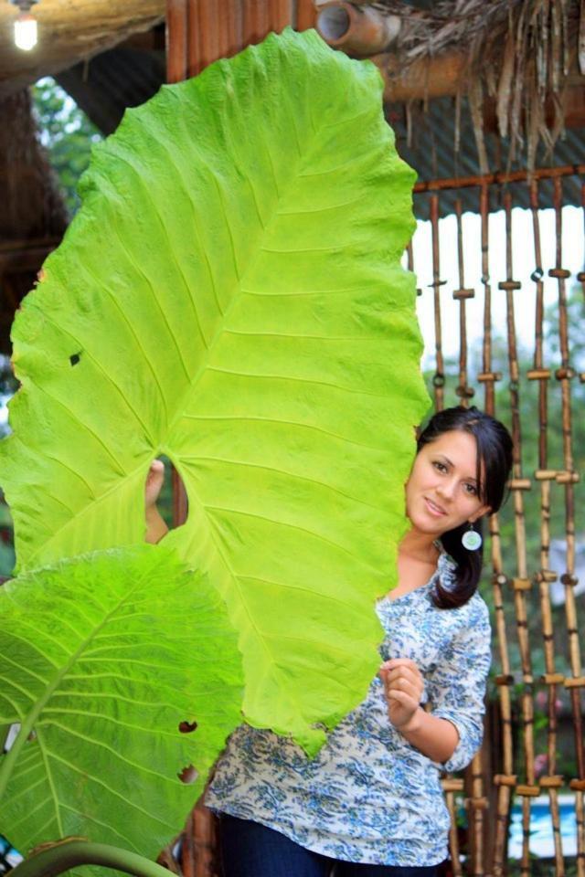Hosteria Mindo Samay Juku Luaran gambar